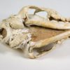 Cat skull - Image 2