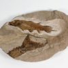 Triassic Coelacanth - Whiteia oishii - Image 5