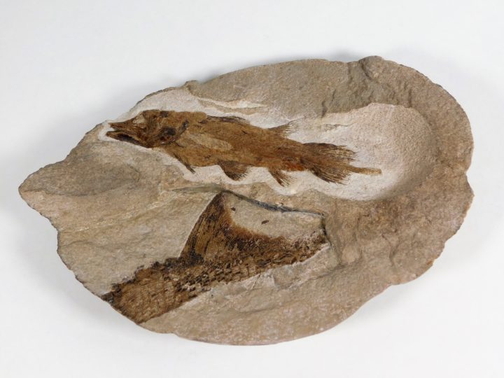 Triassic Coelacanth &#8211; Whiteia oishii, The Natural Canvas