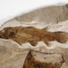 Triassic Coelacanth &#8211; Whiteia oishii, The Natural Canvas