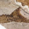 Triassic Coelacanth - Whiteia oishii - Image 7