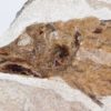 Triassic Coelacanth - Whiteia oishii - Image 2