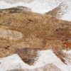Triassic Coelacanth &#8211; Whiteia oishii, The Natural Canvas