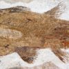 Triassic Coelacanth - Whiteia oishii - Image 3