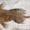 Triassic Coelacanth &#8211; Whiteia oishii, The Natural Canvas