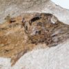 Triassic Coelacanth &#8211; Whiteia oishii, The Natural Canvas