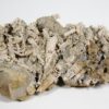 Tripteroceroides - Image 3