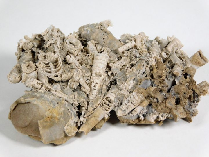 Tripteroceroides