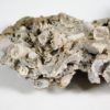 Tripteroceroides - Image 5