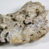 Tripteroceroides - Image 6
