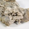 Tripteroceroides - Image 7