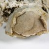 Tripteroceroides - Image 8
