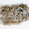 Tripteroceroides - Image 2