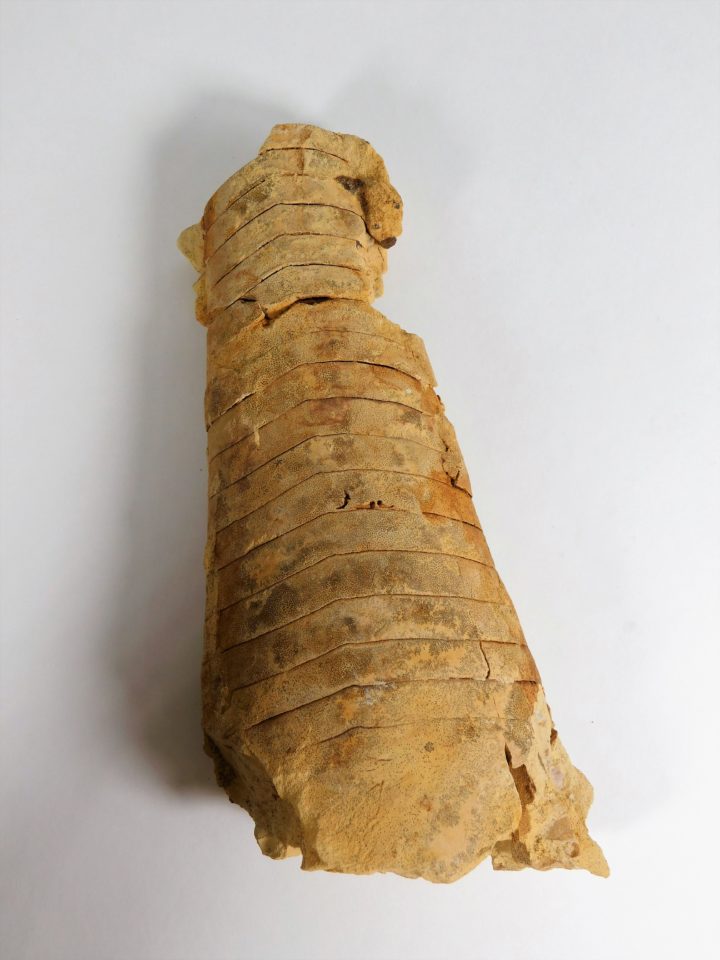 Richardsonoceras sp.