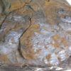 Thyrsopteris murrayana (Brongniart) Heer - Image 4