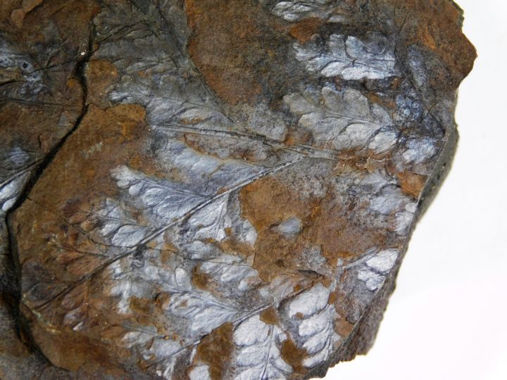 Thyrsopteris murrayana (Brongniart) Heer