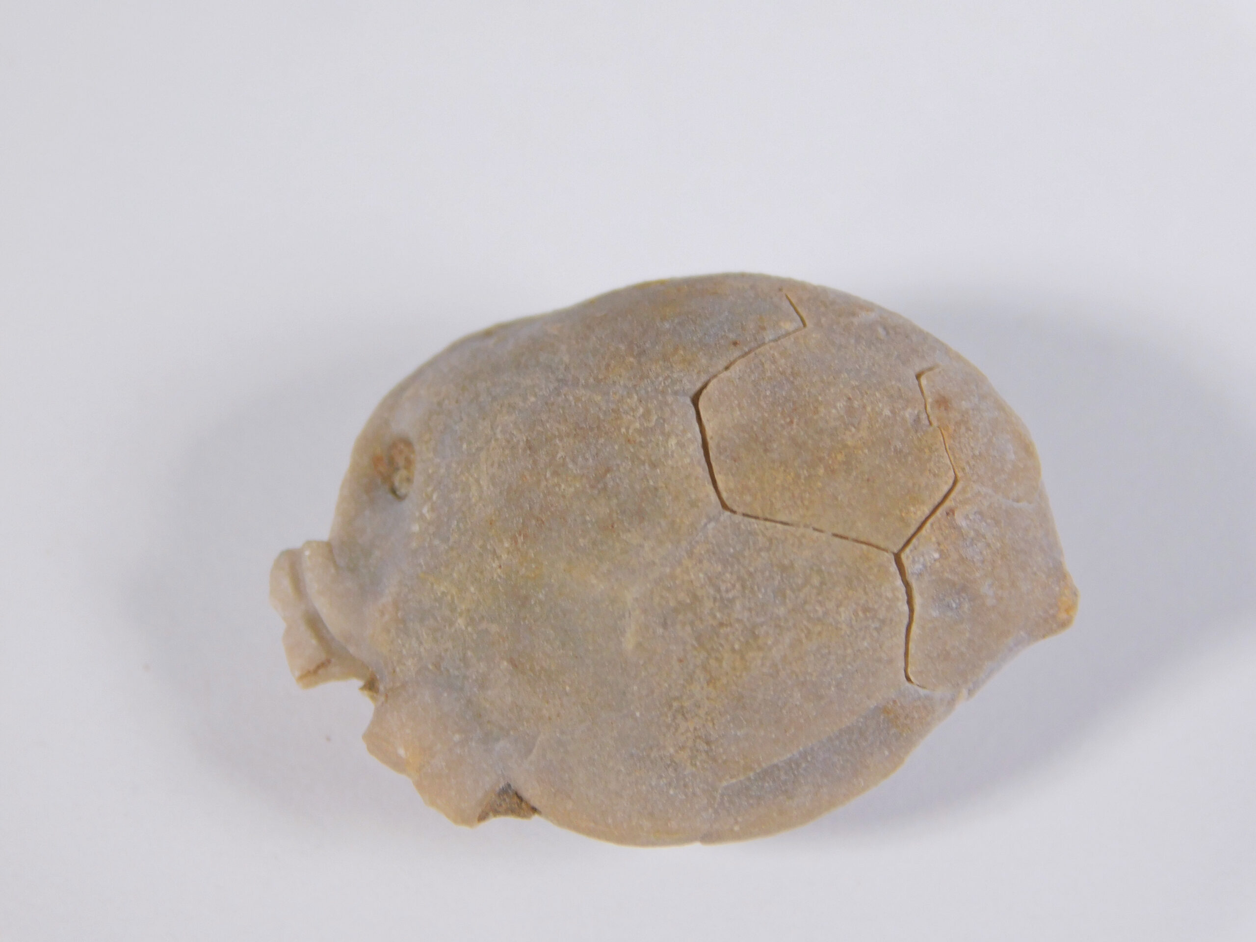 Globulocystites levatus (Bassler)