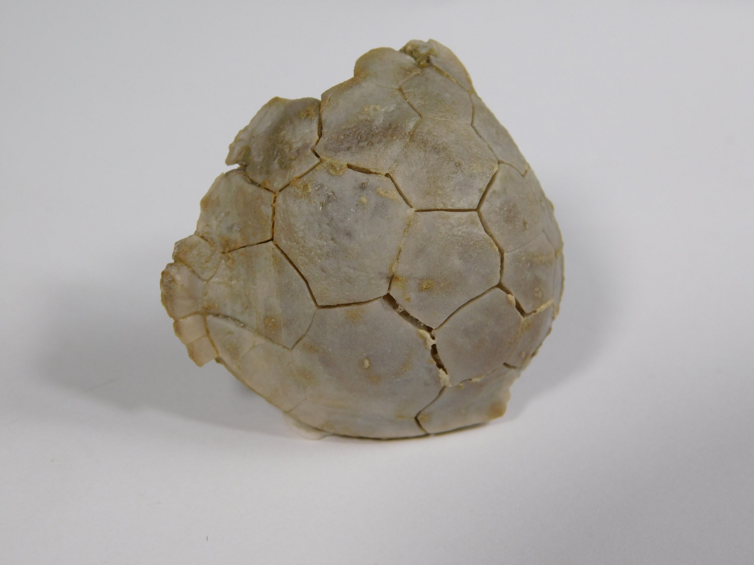 Globulocystites levatus (Bassler)