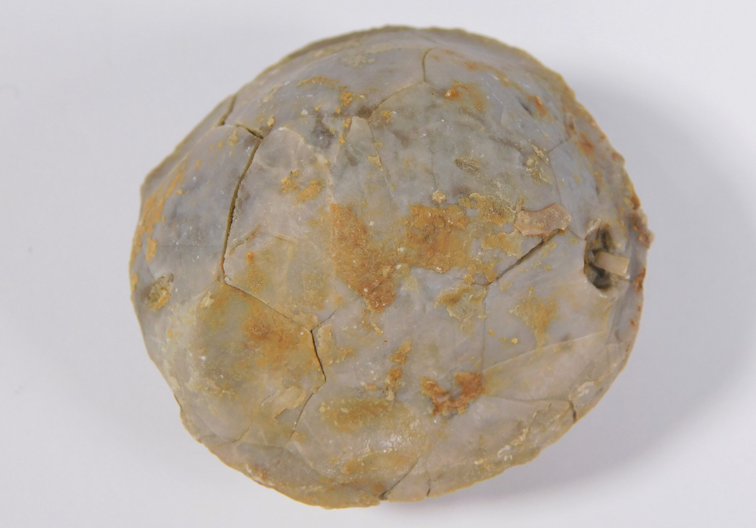 Globulocystites levatus (Bassler)
