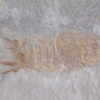 Perimecturus rapax, The Natural Canvas