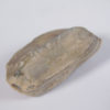 Placoblastus obovatus (Barris 1981) - Image 3