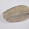Placoblastus obovatus (Barris 1981) - Image 4