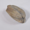 Placoblastus obovatus (Barris 1981) - Image 5