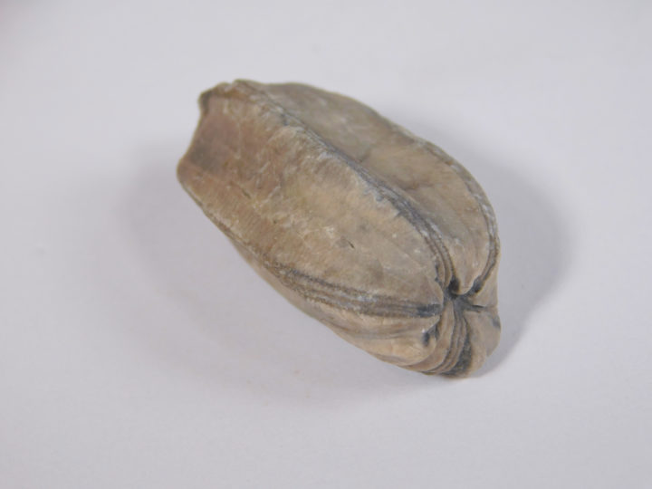 Placoblastus obovatus (Barris 1981)
