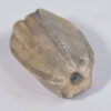 Placoblastus obovatus (Barris 1981) - Image 6