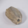 Placoblastus obovatus (Barris 1981) - Image 7