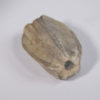 Placoblastus obovatus (Barris 1981) - Image 2