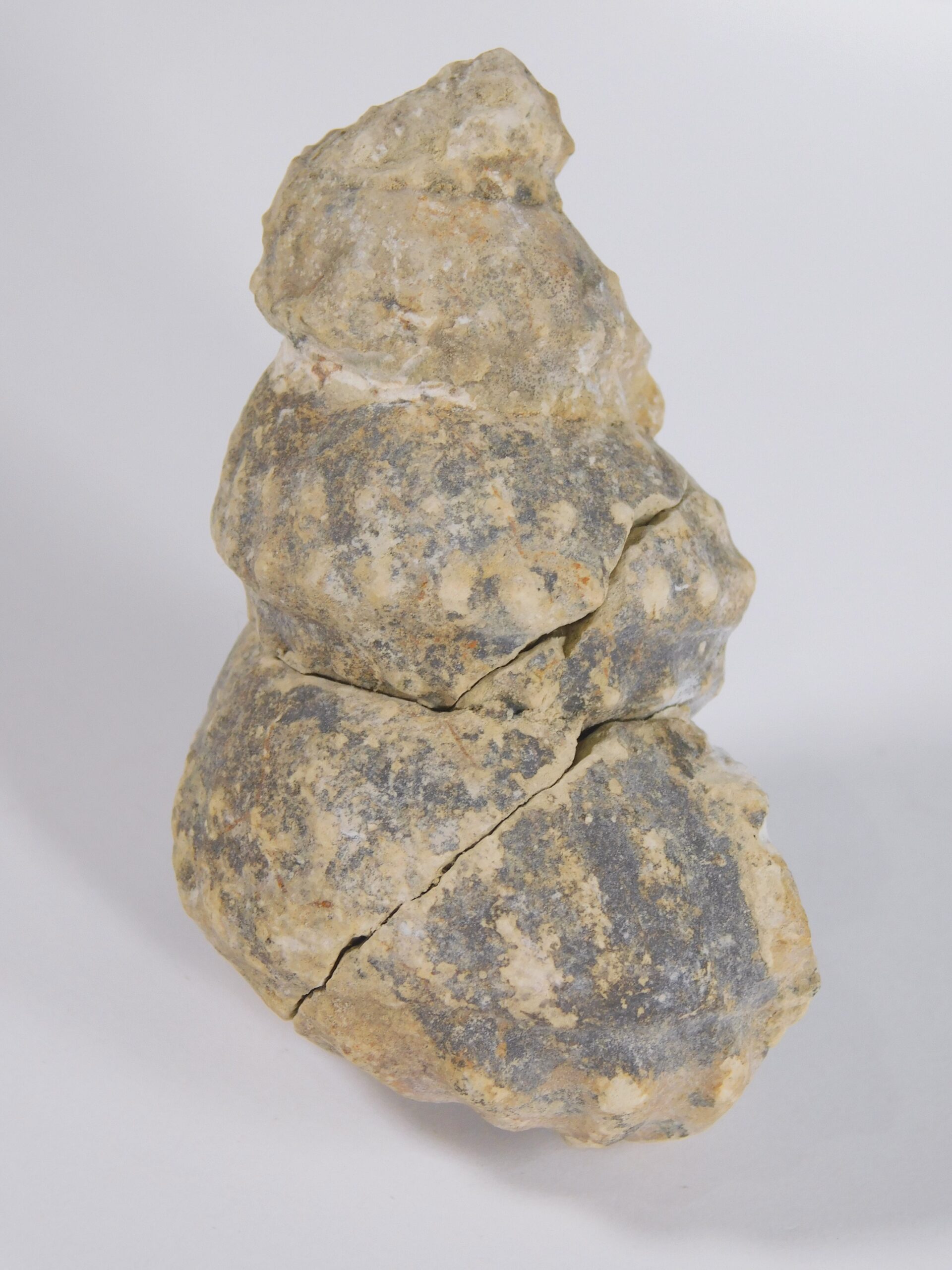 Plesioturrilites brazoensis (Roemer) - Image 3