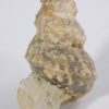 Plesioturrilites brazoensis (Roemer) - Image 4