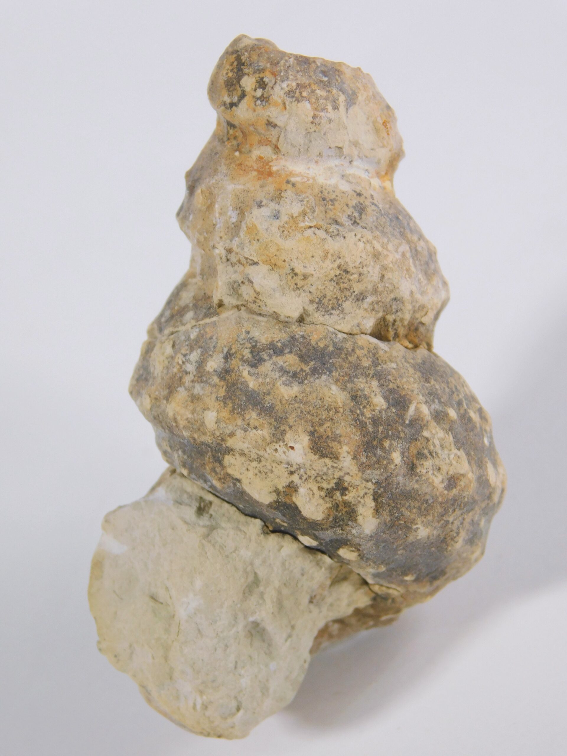 Plesioturrilites brazoensis (Roemer) - Image 4
