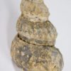 Plesioturrilites brazoensis (Roemer) - Image 5