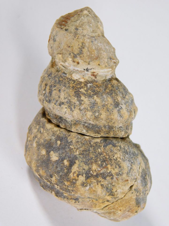 Plesioturrilites brazoensis (Roemer)