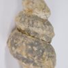 Plesioturrilites brazoensis (Roemer) - Image 6