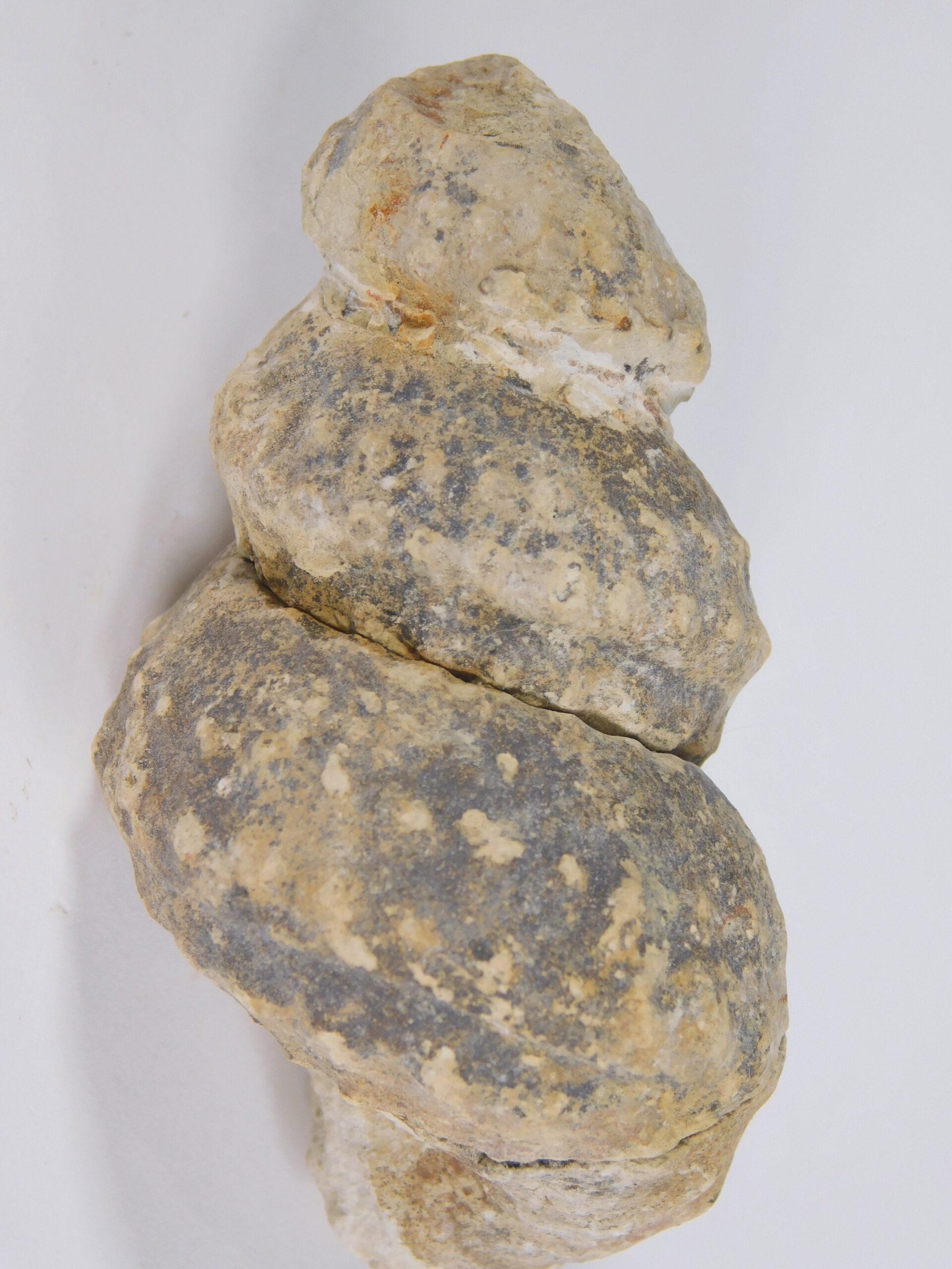 Plesioturrilites brazoensis (Roemer) - Image 5