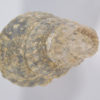 Plesioturrilites brazoensis (Roemer) - Image 7