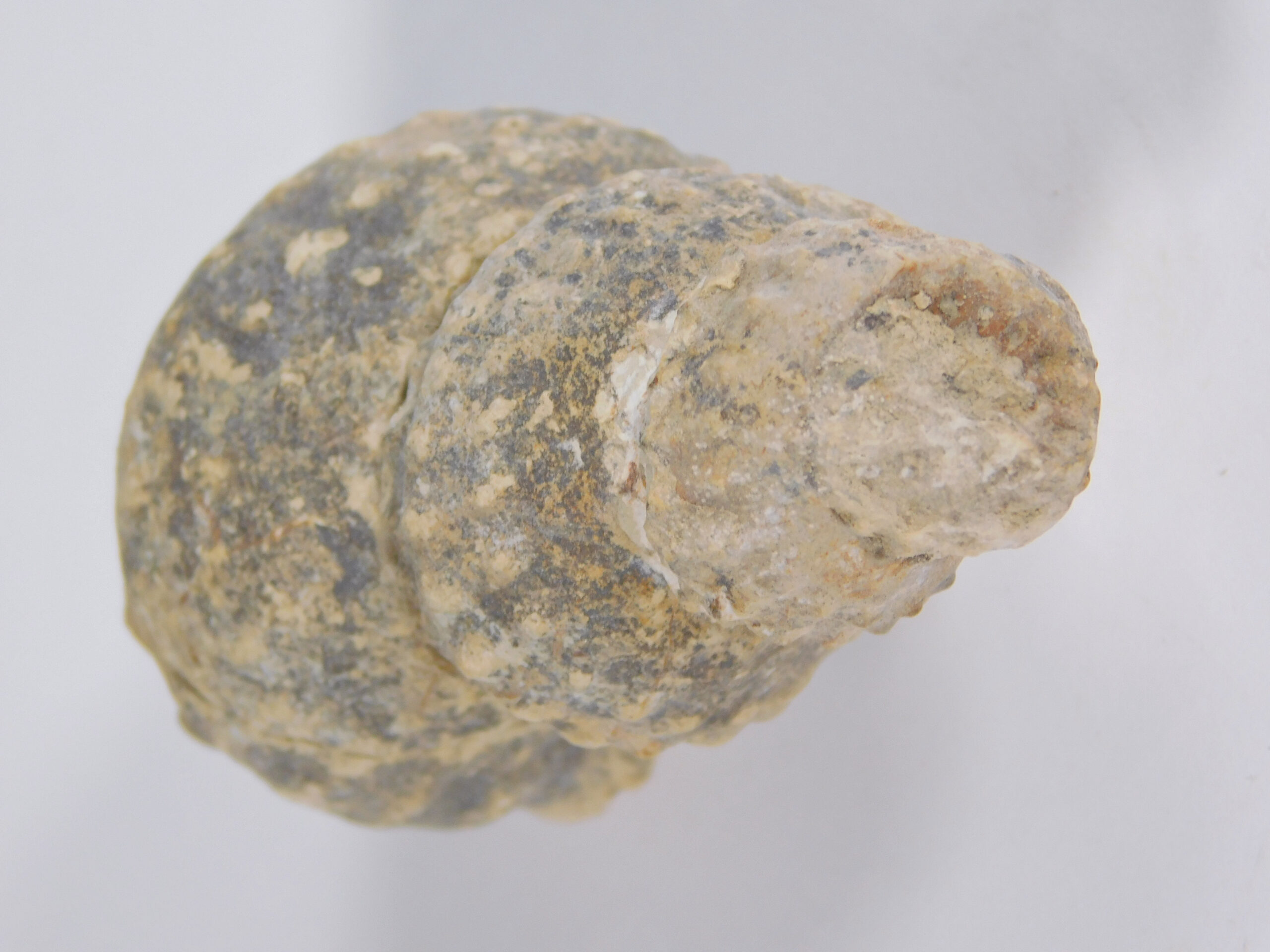 Plesioturrilites brazoensis (Roemer) - Image 6