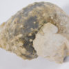 Plesioturrilites brazoensis (Roemer) - Image 2