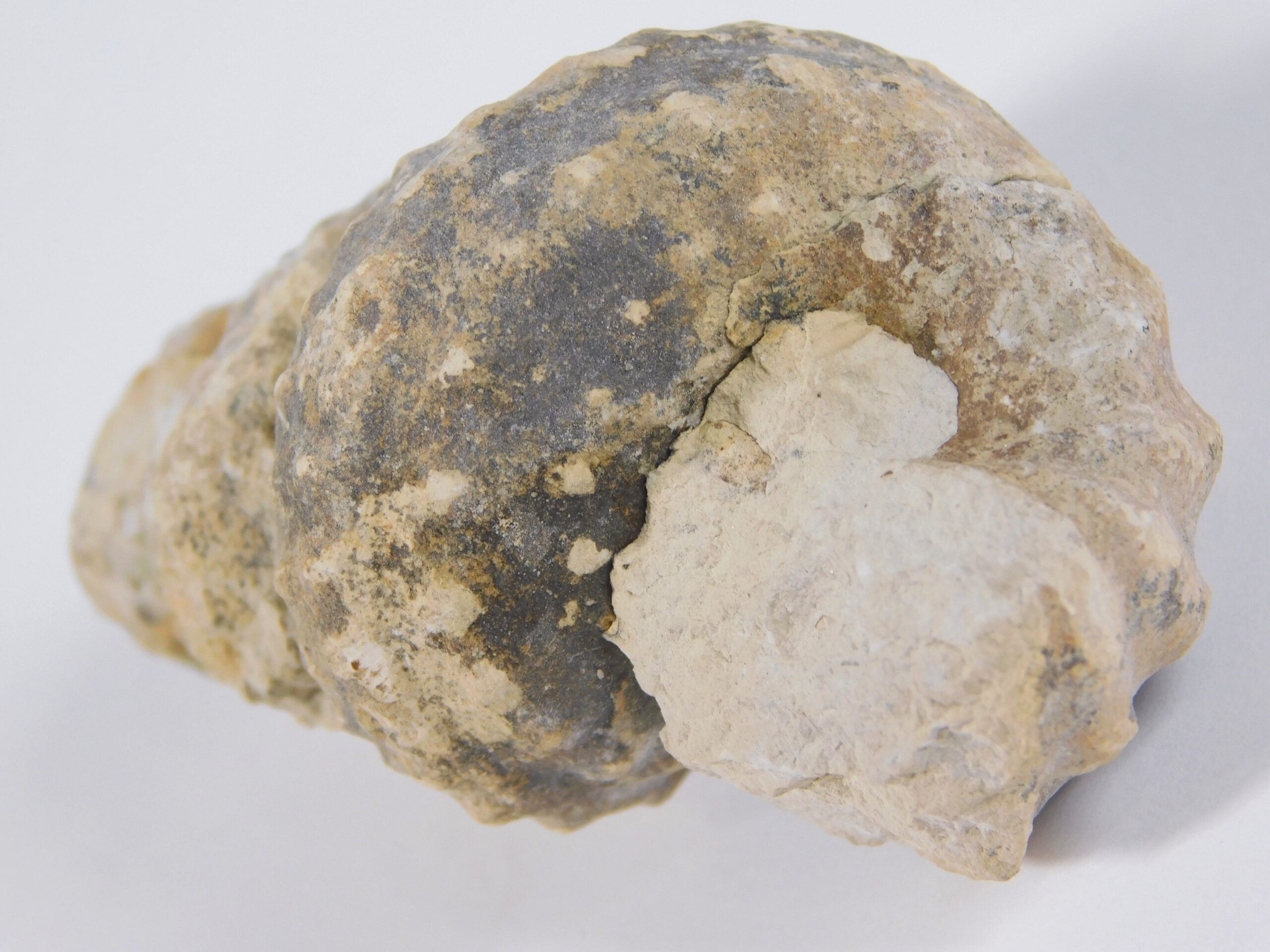 Plesioturrilites brazoensis (Roemer) - Image 2