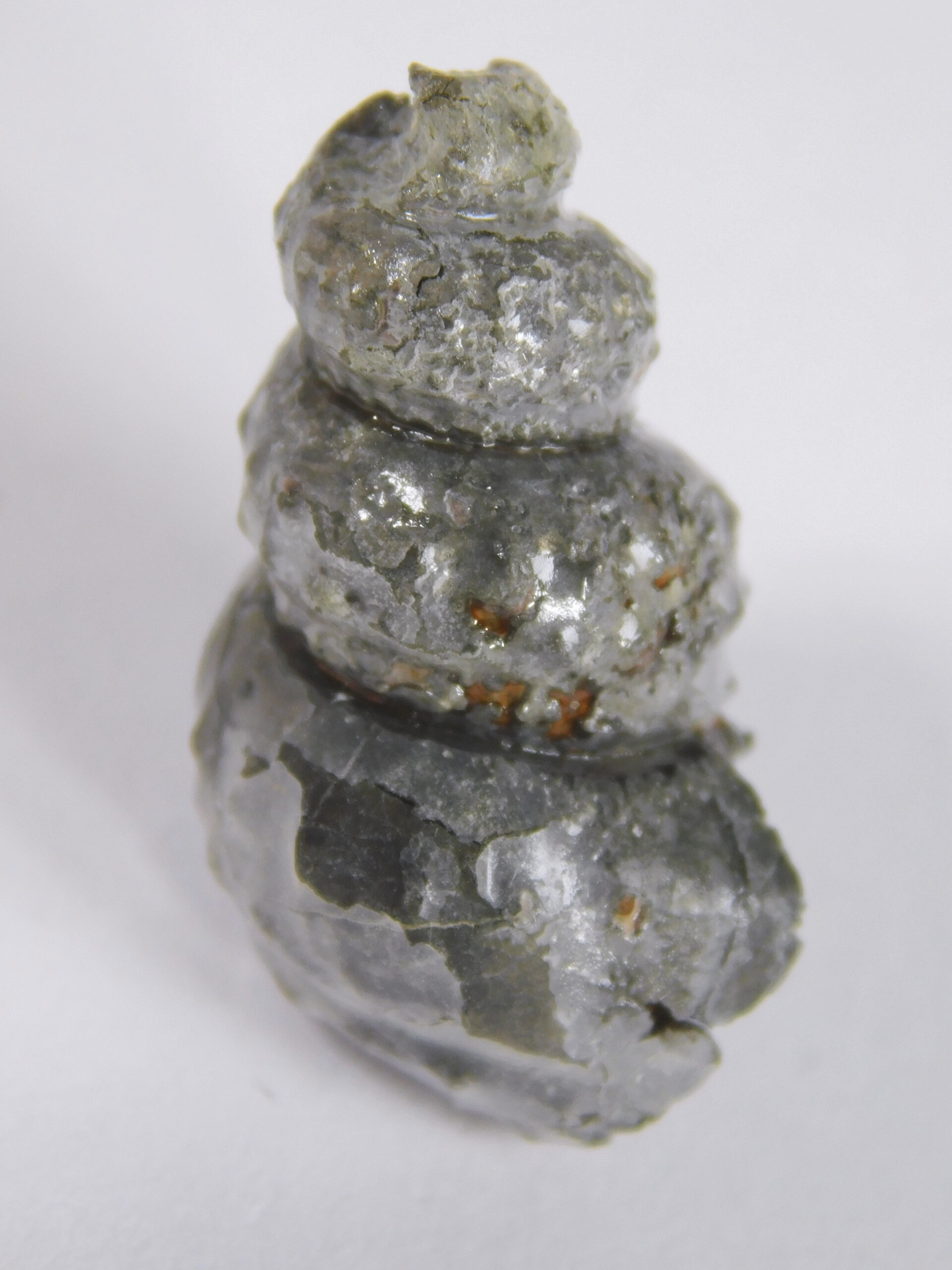 Mariella (Plesioturrilites) bosquensis (Adkins)