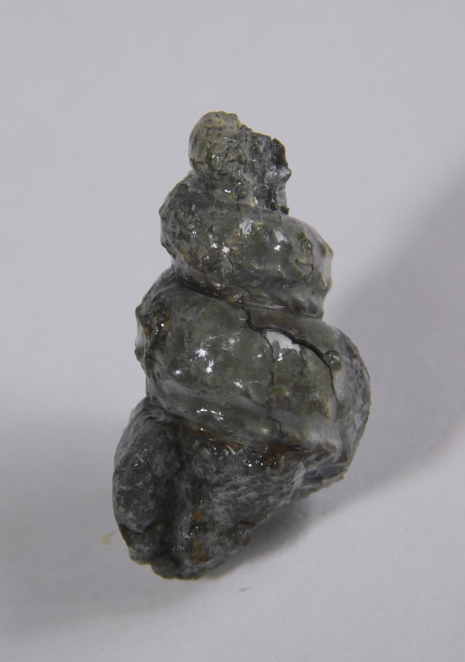 Mariella (Plesioturrilites) bosquensis (Adkins) - Image 2