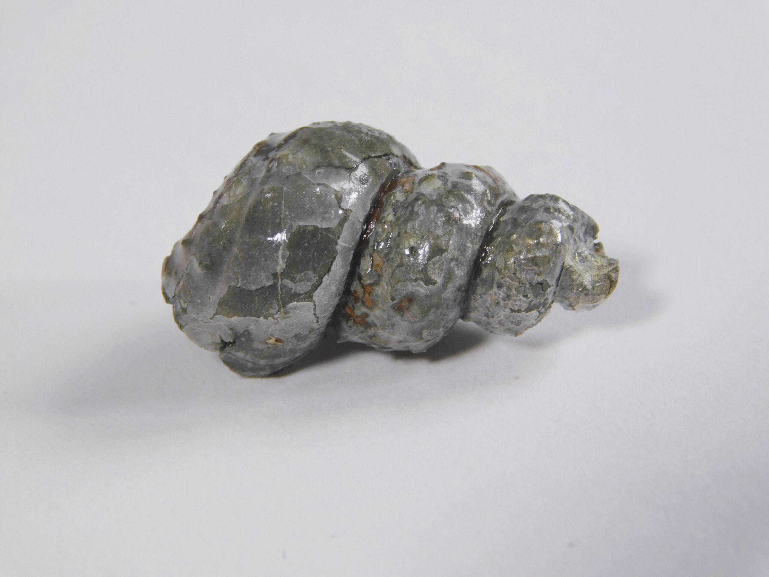 Mariella (Plesioturrilites) bosquensis (Adkins) - Image 3