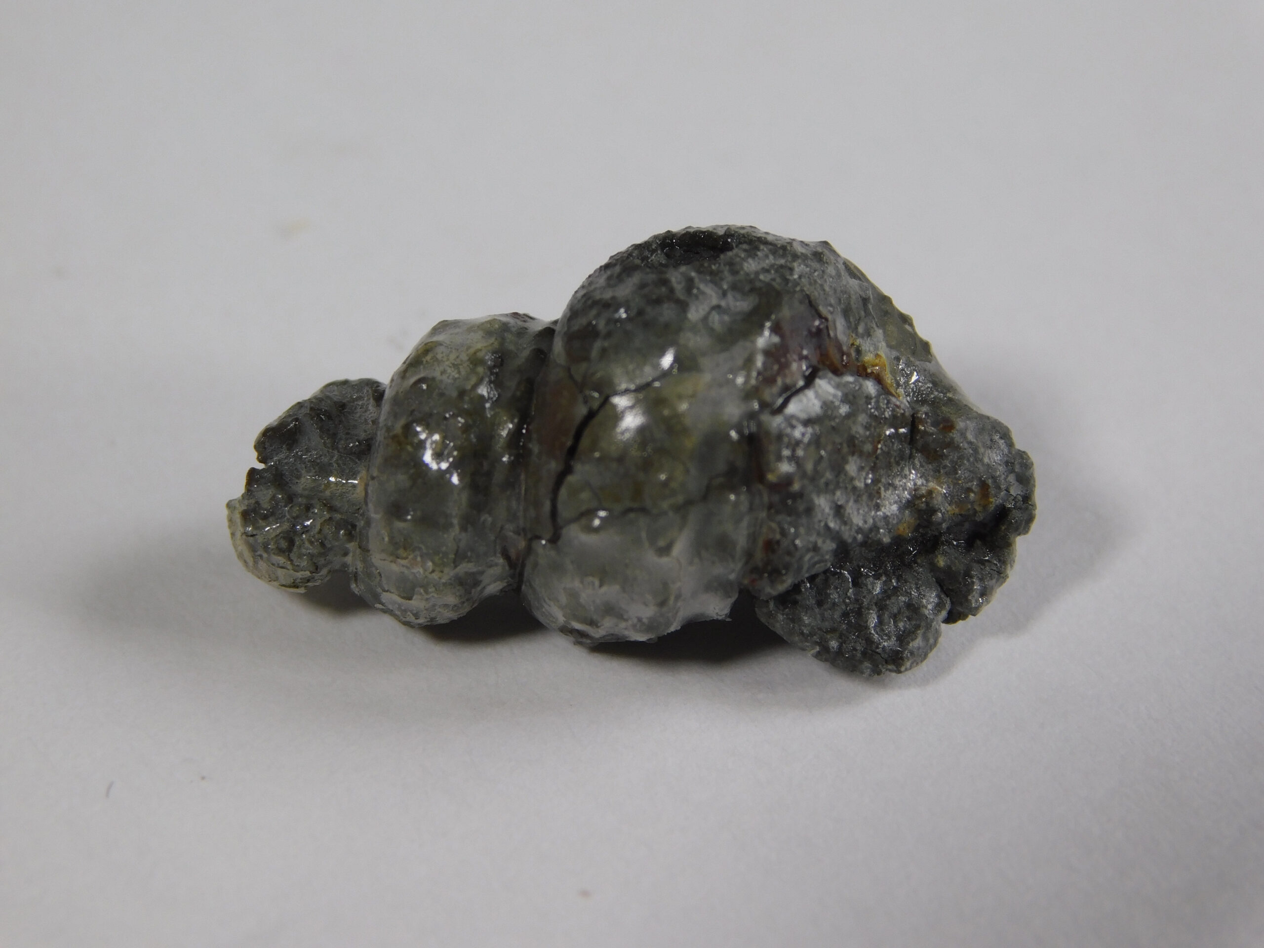 Mariella (Plesioturrilites) bosquensis (Adkins) - Image 4