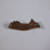Pediomys krejcii - Image 2