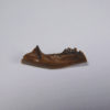 Pediomys krejcii - Image 3