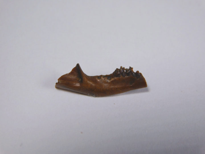 Pediomys krejcii