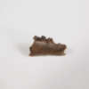 Pediomys krejcii - Image 3